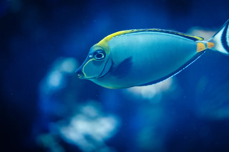 Ein leuchtender Fisch vor tiefblauem Hintergrund