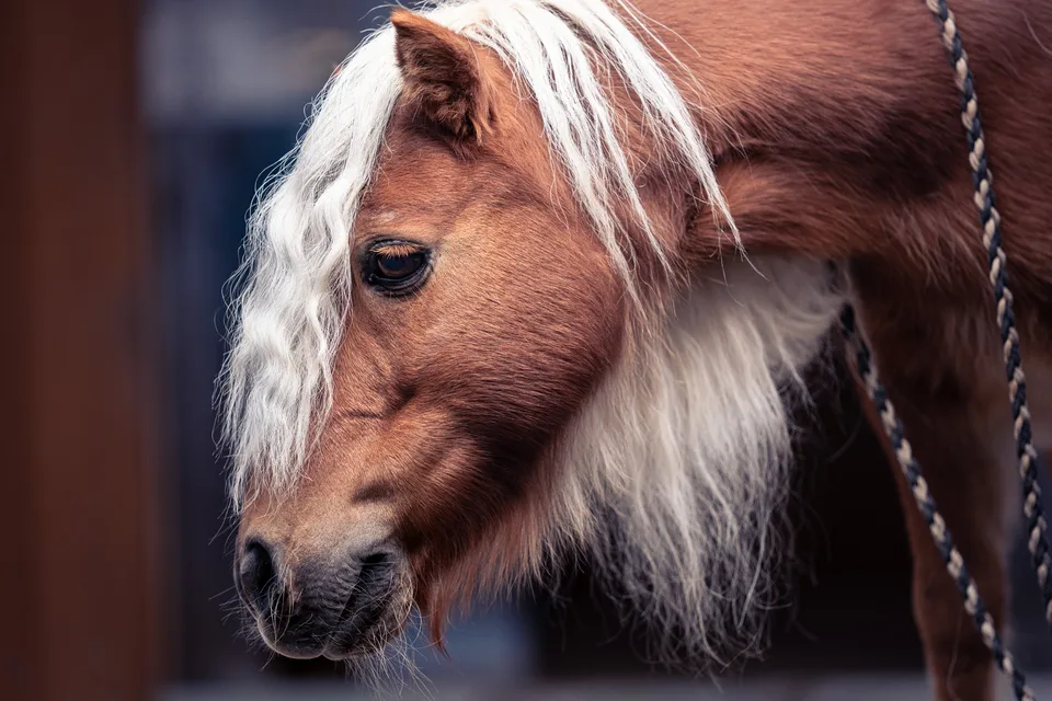 Seitliches Portrait eines Pferdes mit heller Mähne