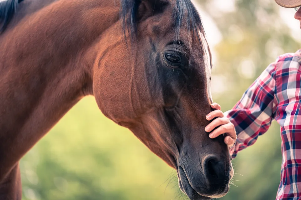 Eine Hand begegnet ruhig einem braunen Pferd