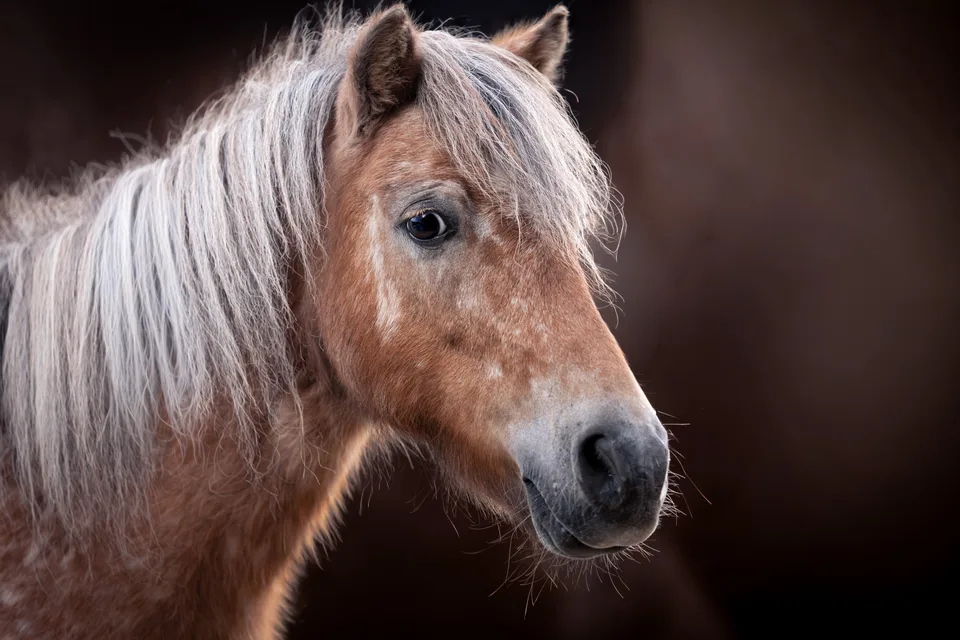 Portrait eines kleinen braunen Ponys